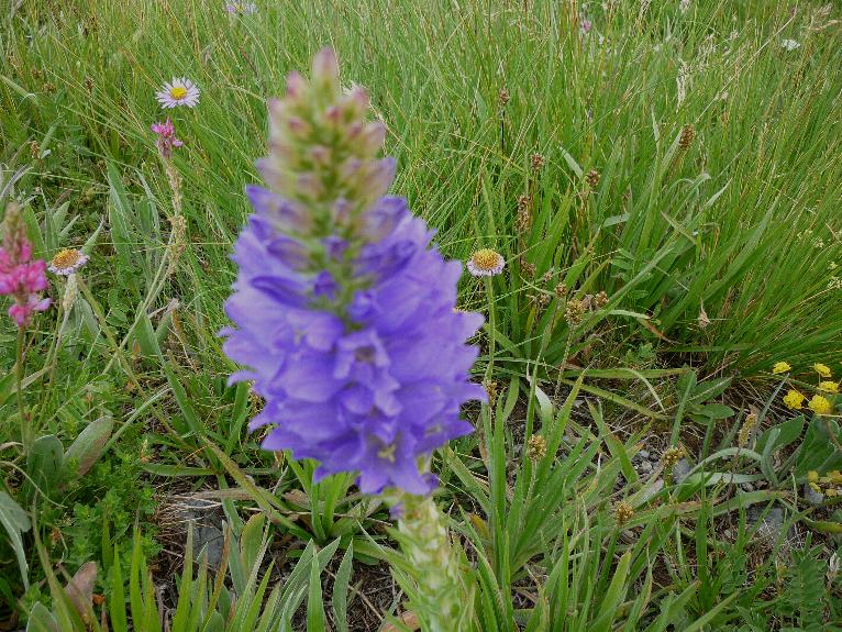 Campanula spicata / Campanula spigata