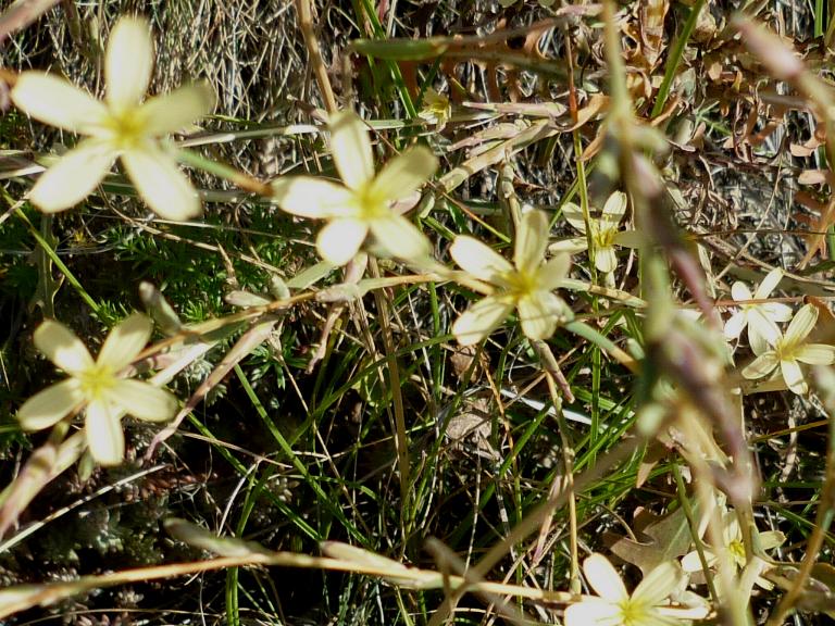 Lactuca Viminea (l.) Presl.