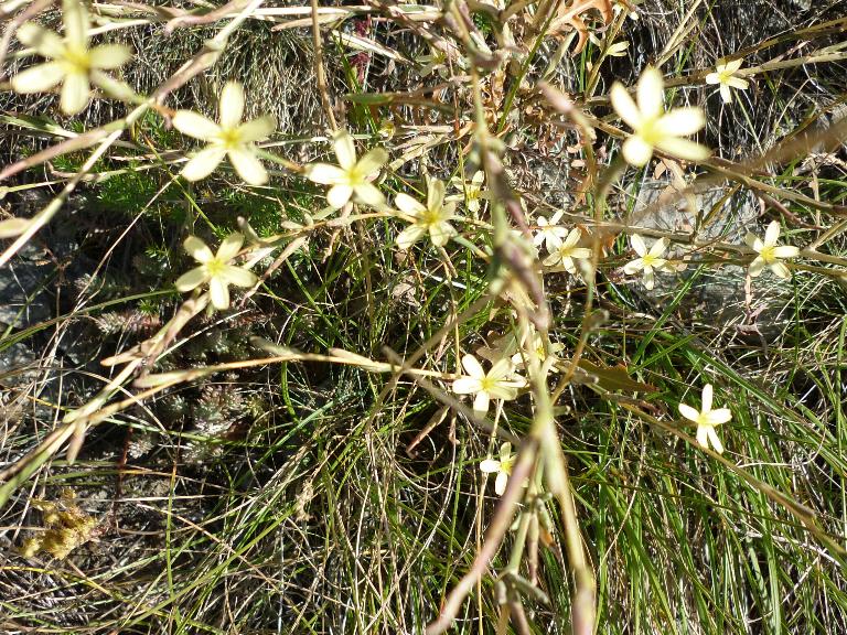 Lactuca Viminea (l.) Presl.