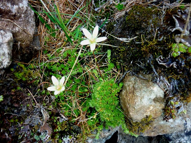 Saxifraga bryoides