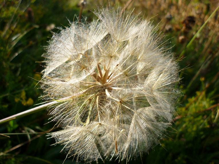 Tragopogon sp.