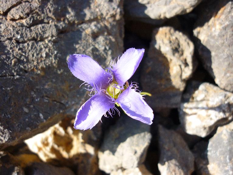 Gentianopsis ciliata