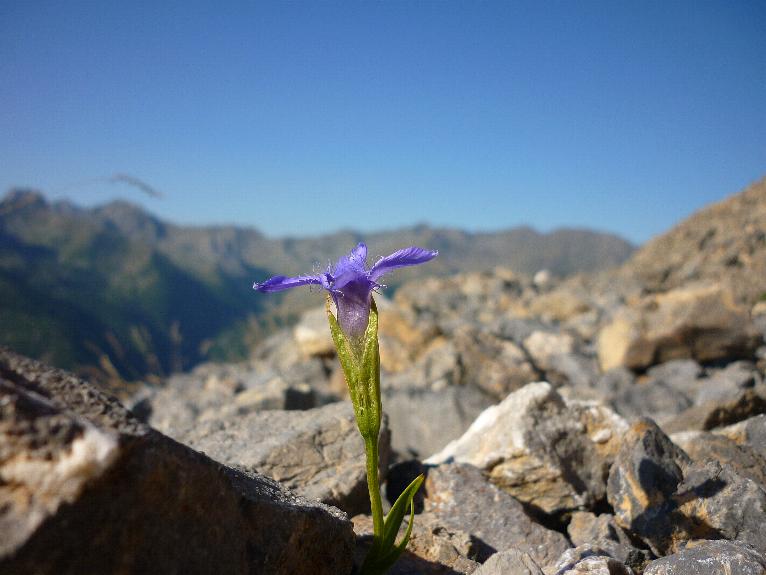 Gentianopsis ciliata