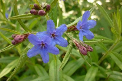 Buglossoides purpurocaerulea