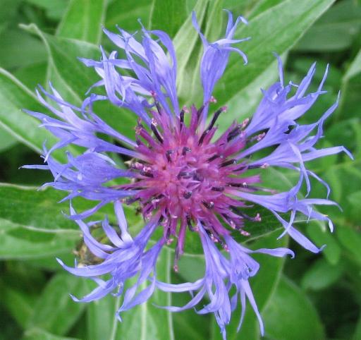 Ancora a Passo Gardena - Centaurea nervosa