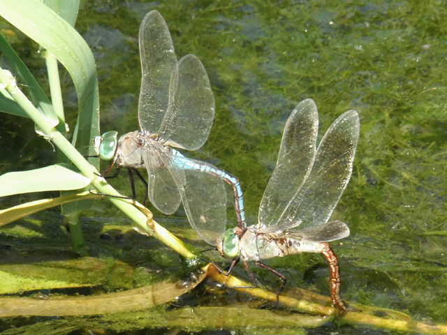 ID Anax imperator in accoppiamento ?