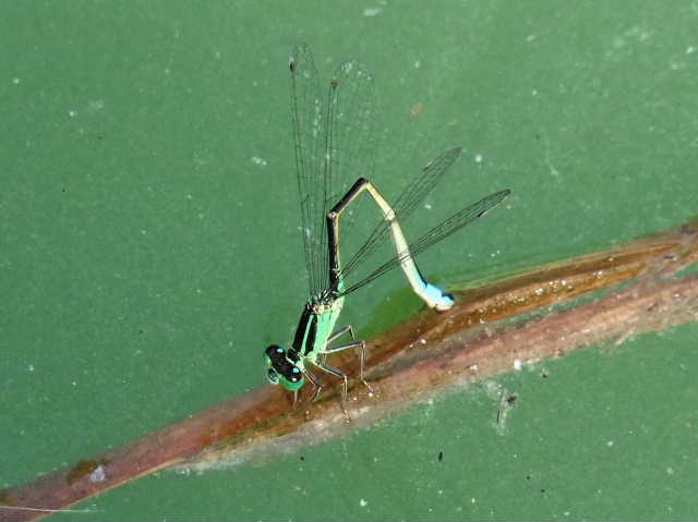 O. trinacria - maschio o femmina ?