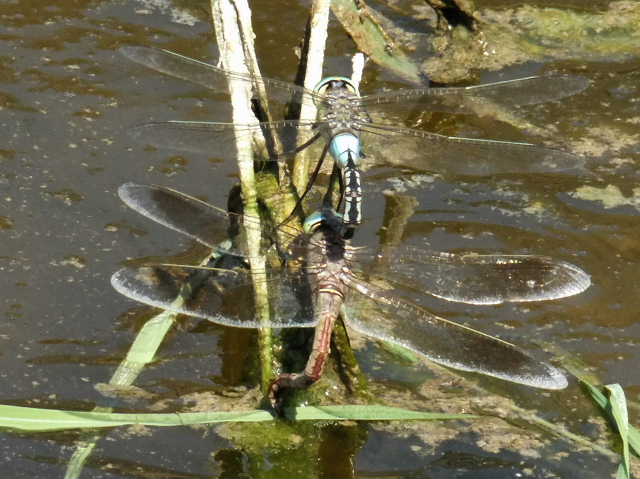 ID Anax imperator in accoppiamento ?