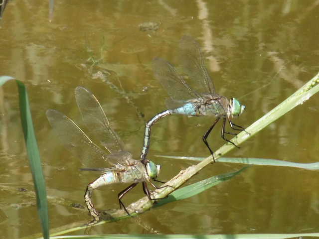 ID Anax imperator in accoppiamento ?