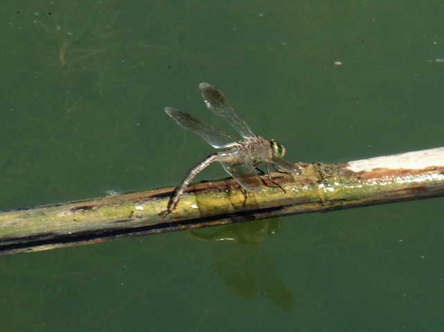 ID Anax imperator in accoppiamento ?