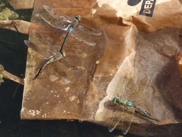 ID Anax imperator in accoppiamento ?