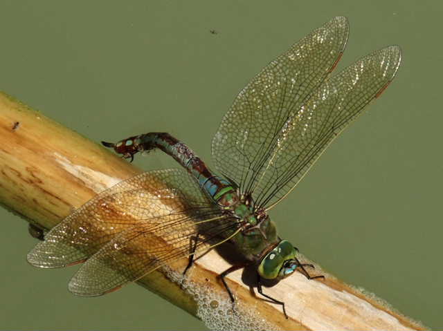 ID Anax imperator in accoppiamento ?