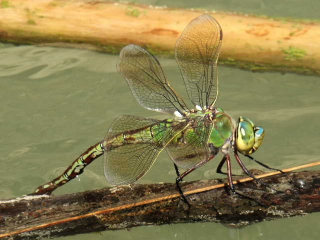 ID Anax imperator in accoppiamento ?