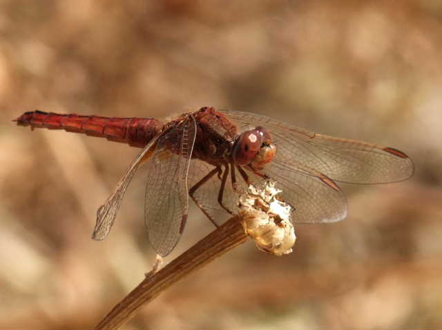 O. trinacria - maschio o femmina ?