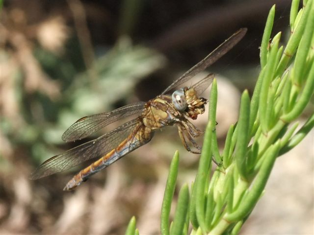 Esemplari di Orthetrum coerulescens con preda