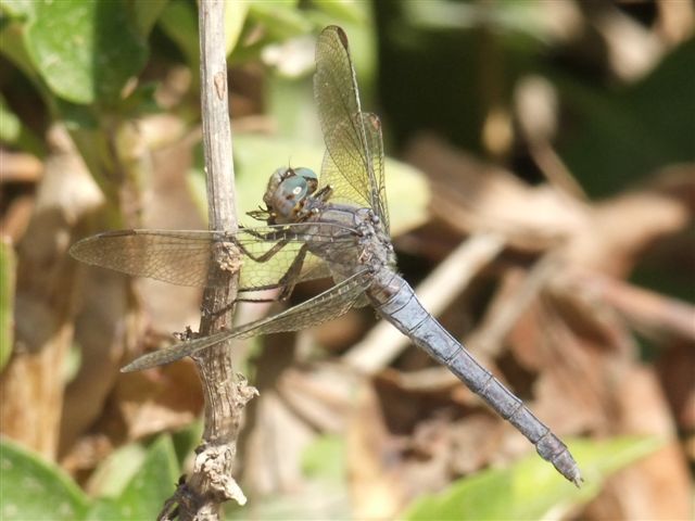 Esemplari di Orthetrum coerulescens con preda