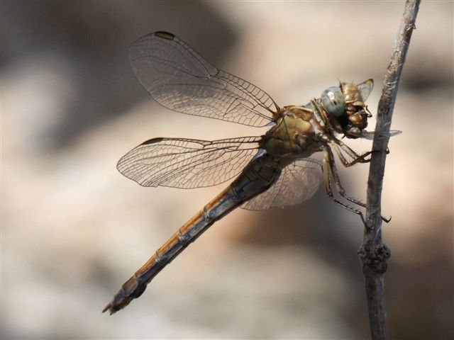 Esemplari di Orthetrum coerulescens con preda