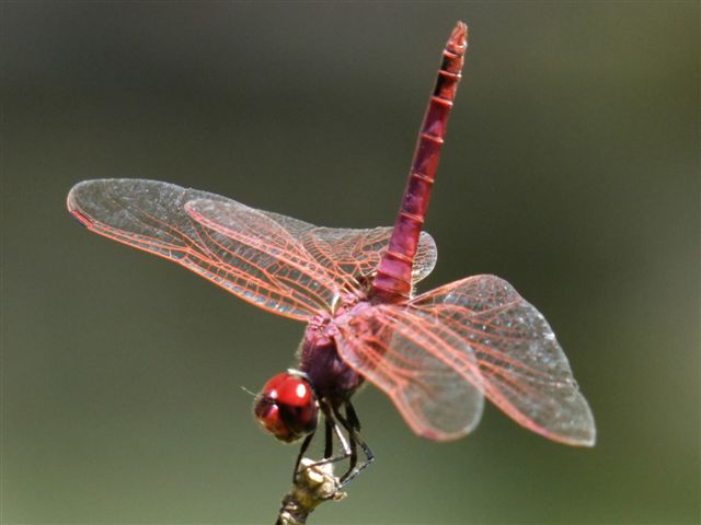 Trithemis annulata