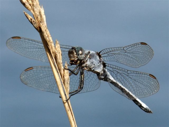 Esemplari di Orthetrum coerulescens con preda