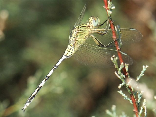 O. trinacria - maschio o femmina ?