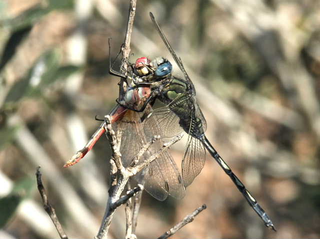 L''aggressivita dell''Orthetrum trinacria