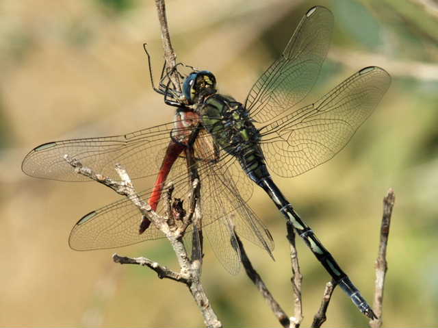 L''aggressivita dell''Orthetrum trinacria