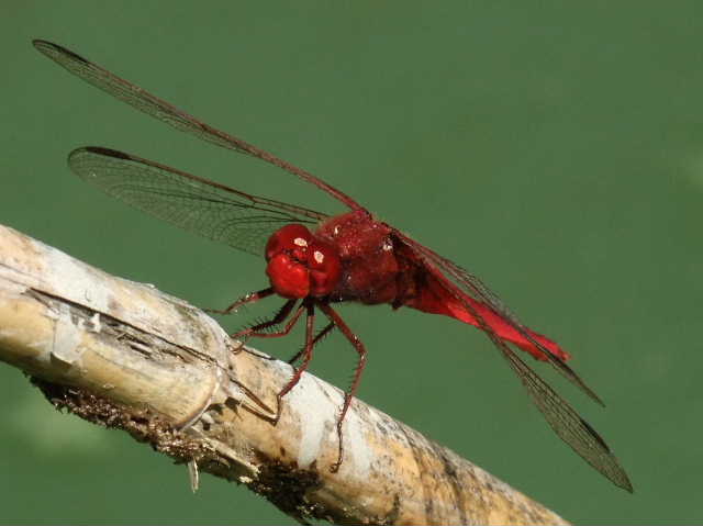 Alcuni foto di Crocothemis erythraea