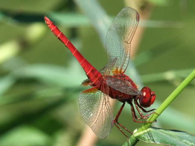 Alcuni foto di Crocothemis erythraea