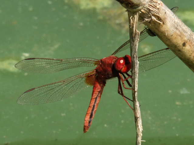 Alcuni foto di Crocothemis erythraea