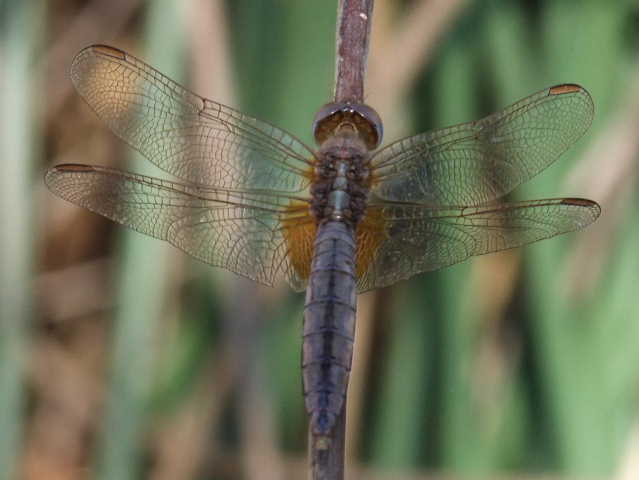 Alcuni foto di Crocothemis erythraea