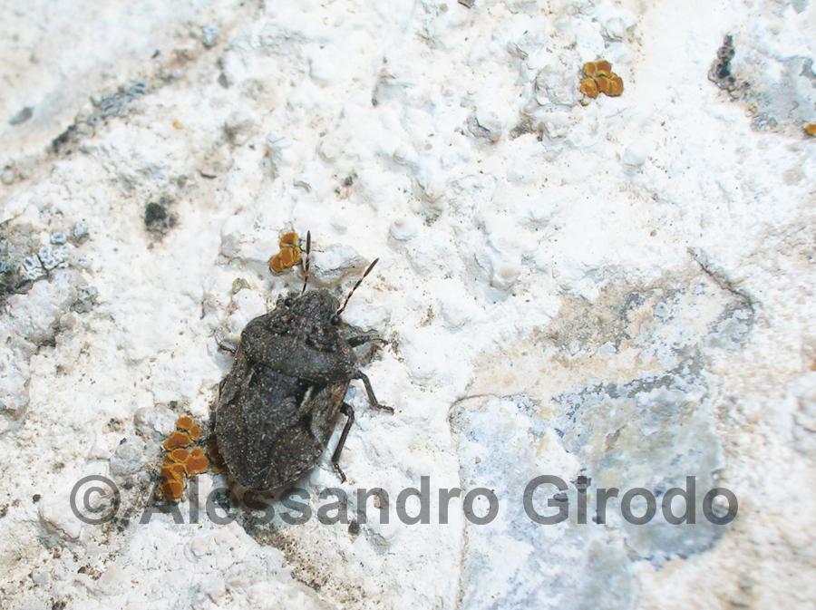 Scutelleridae: Phimodera flori (TO)  NUOVA PER L''ITALIA??