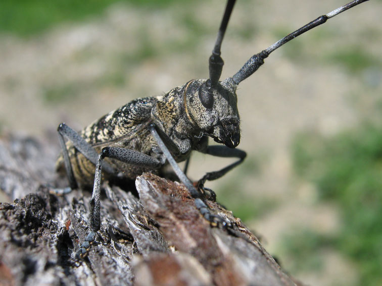 Monochamus sutor sutor