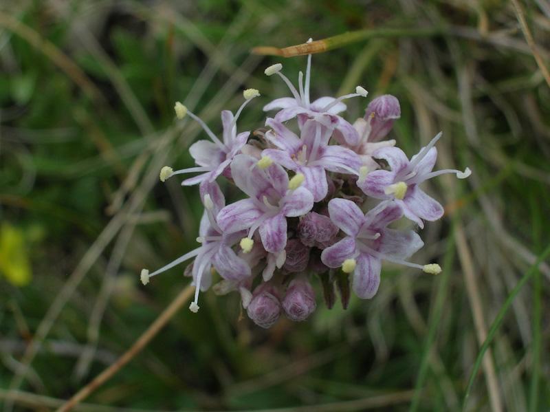 Valeriana saliunca / Valeriana saliunca