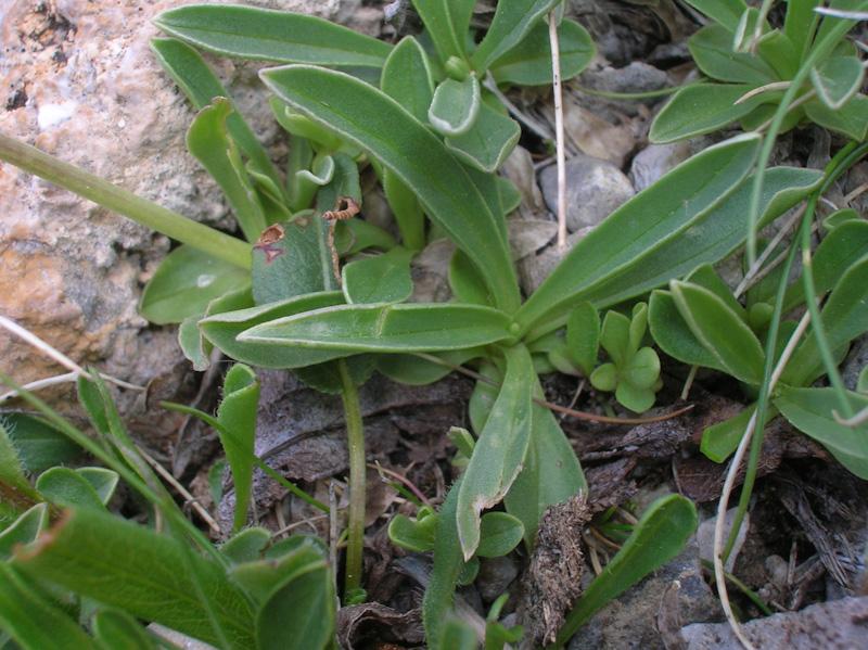 Valeriana saliunca / Valeriana saliunca