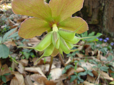 Helleborus niger  / Rosa di Natale