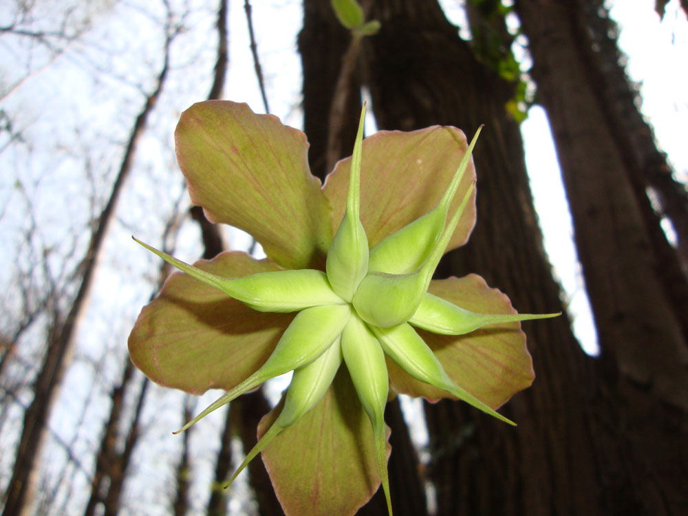 Helleborus niger  / Rosa di Natale