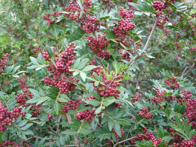 Pistacia lentiscus