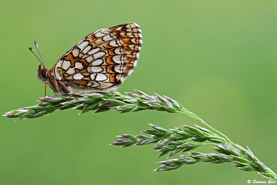 Conferma Melitaea athalia