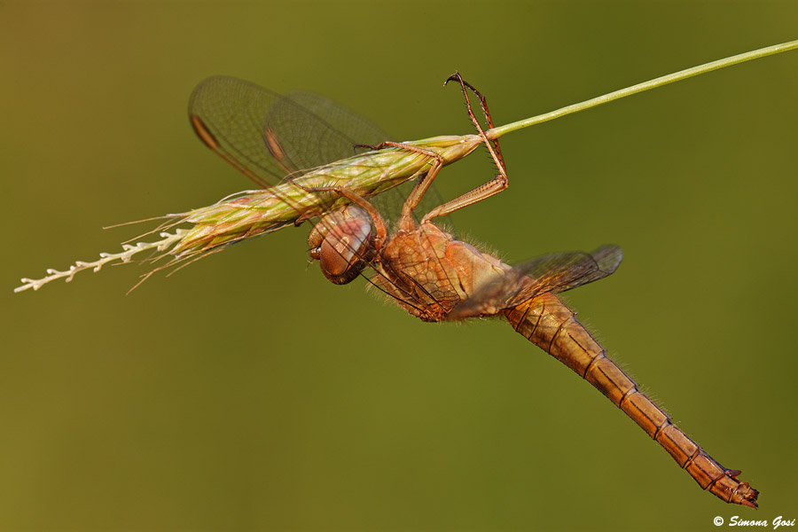 Odonata da identificare...