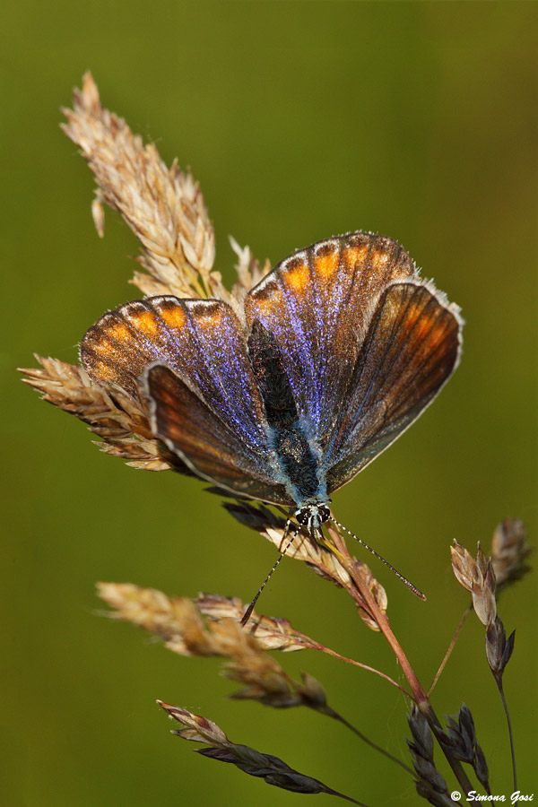 Licenide da identificare