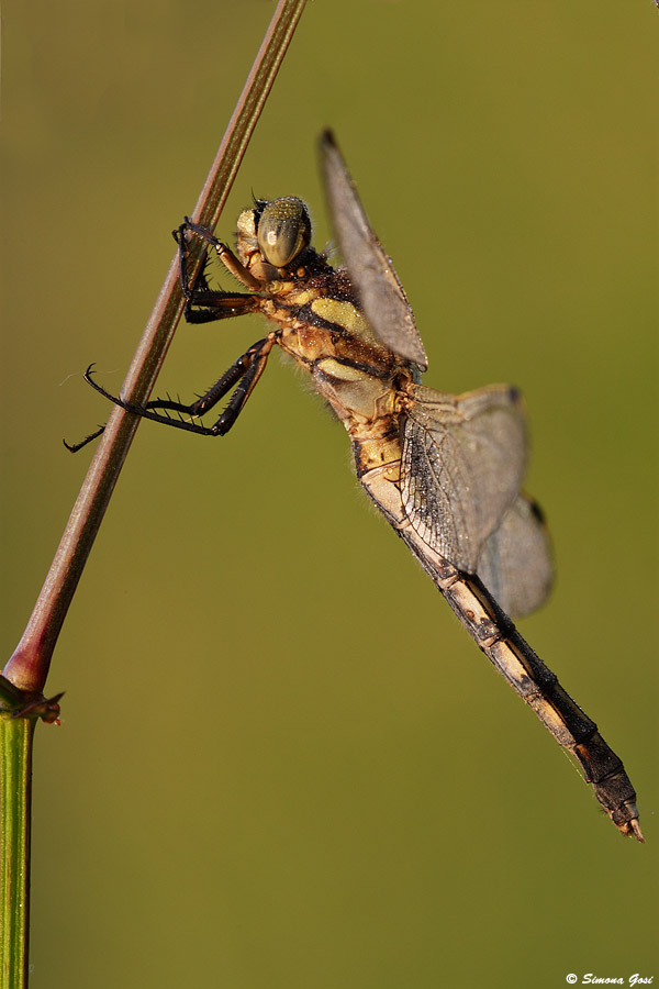 Aiuto per odonata da identificare