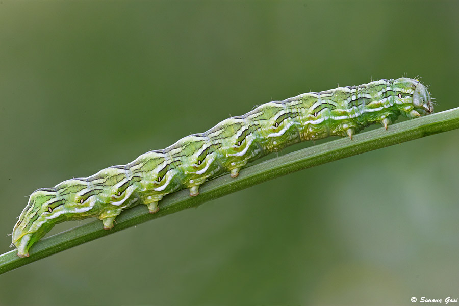 Identificazione bruco