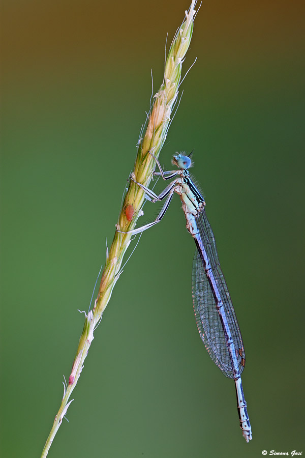 Identificazione