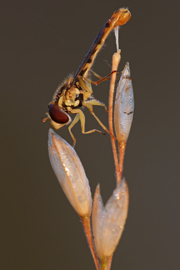 Sphaerophoria scripta (Syrphidae)