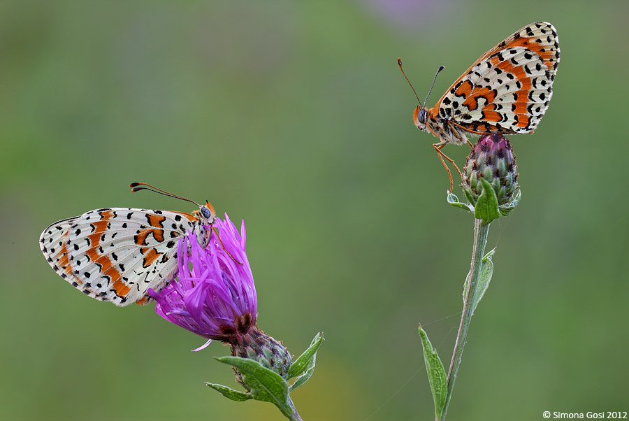 Conferma Melitaea didyma