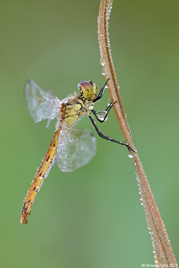 Conferma ID odonata