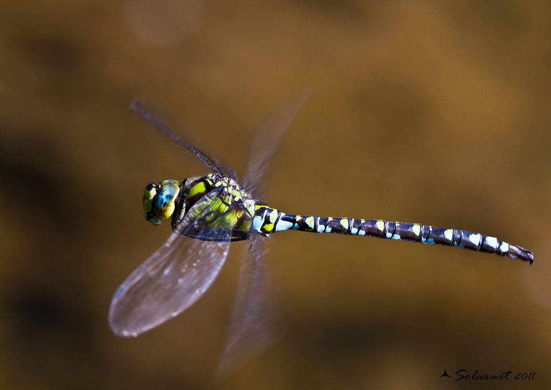 Aeshna cyanea  male