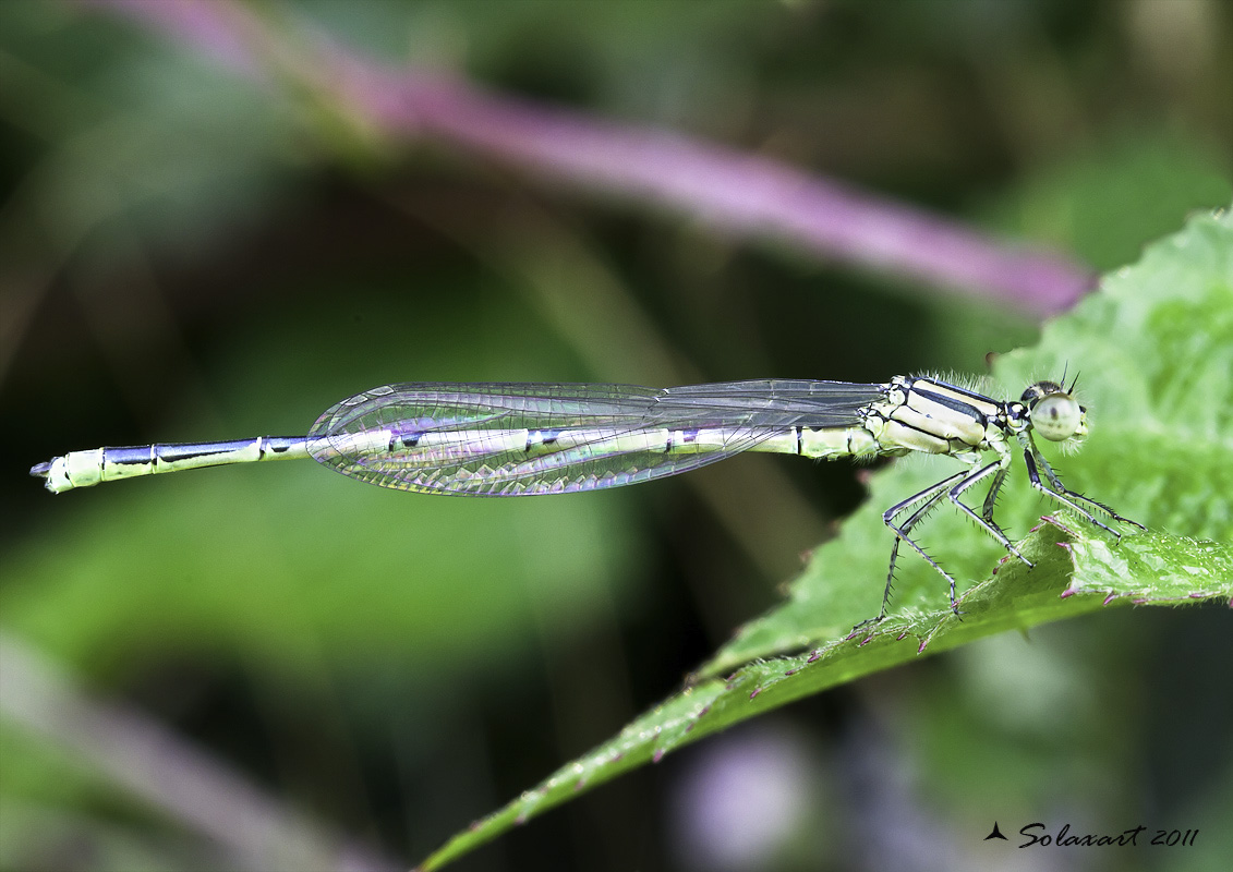 Coenagrion puella female - Erythromma lindenii