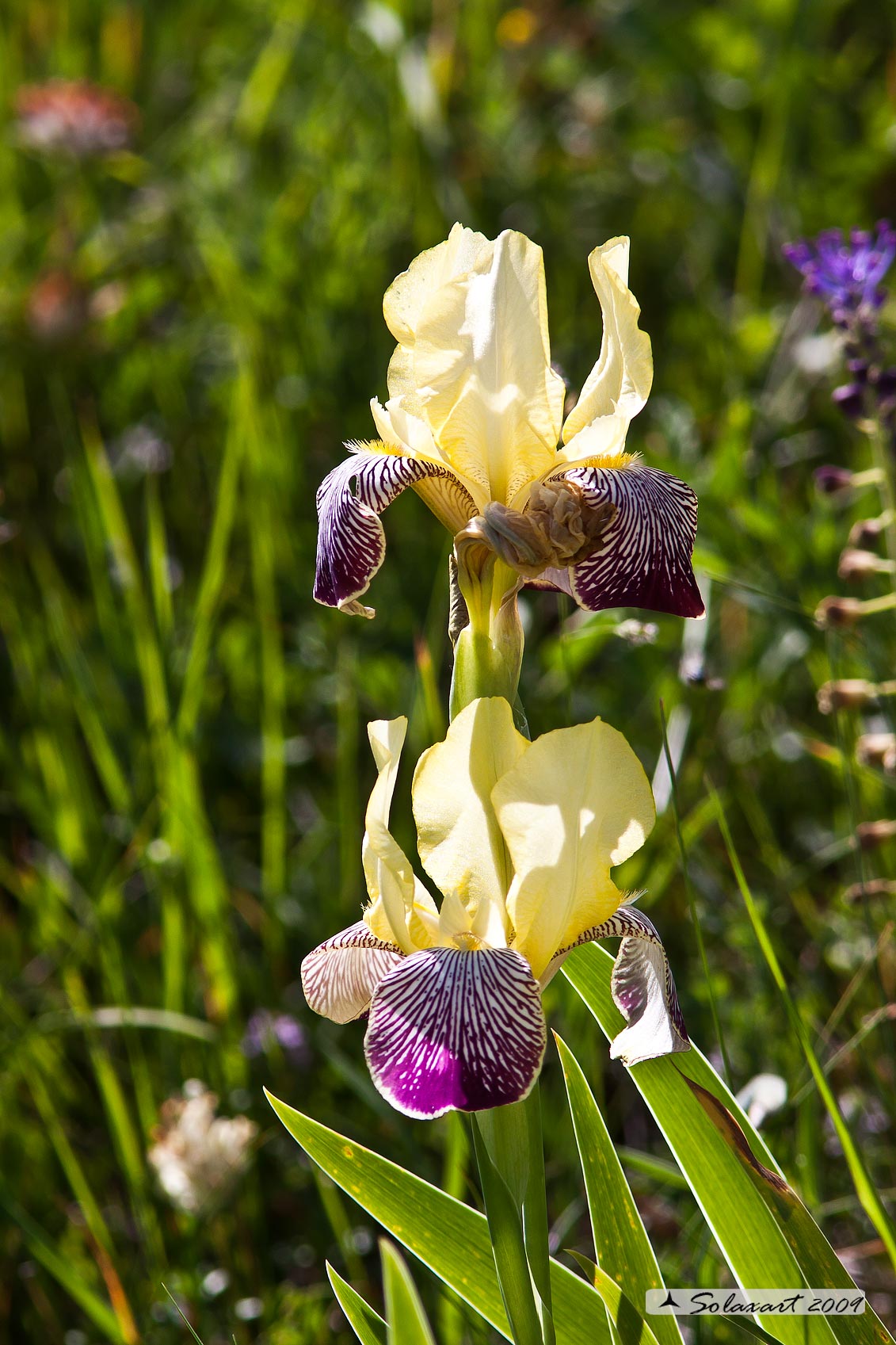 Iris sambucina L.