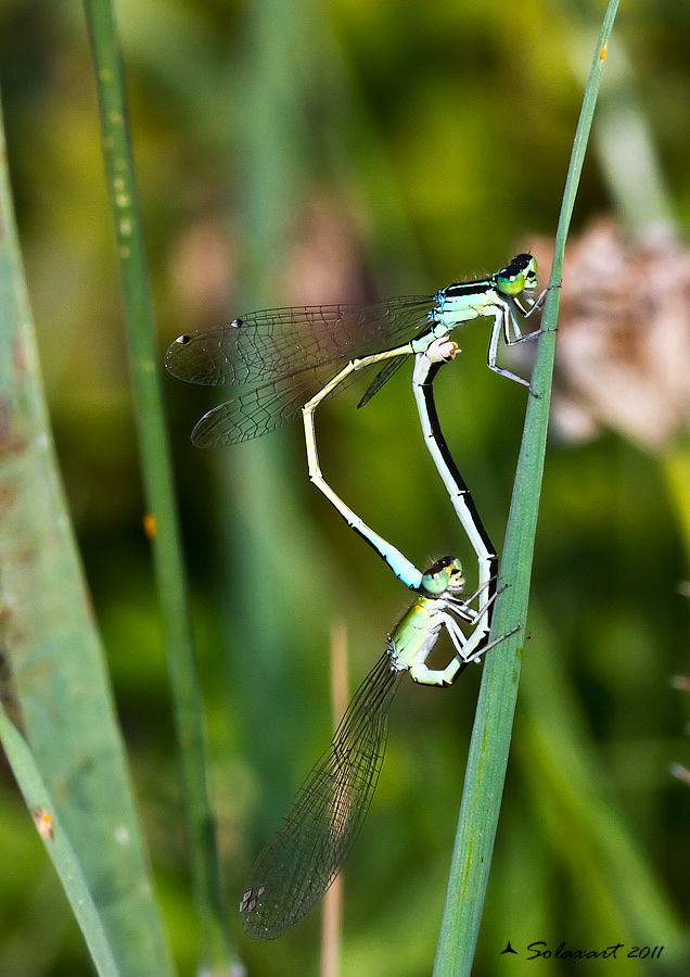 Ischnura elegans... anzi, pumilio